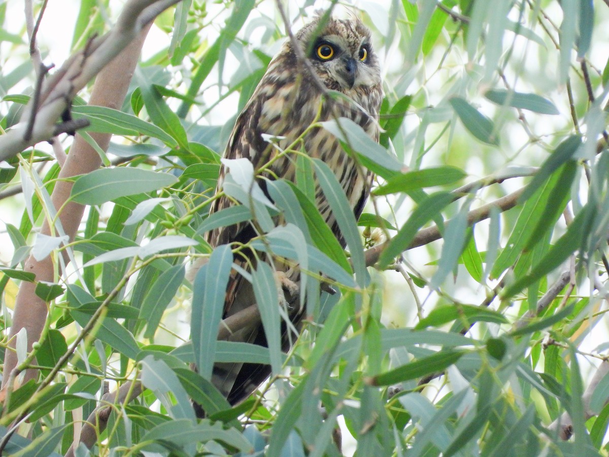 Zingira-hontza - ML646670420