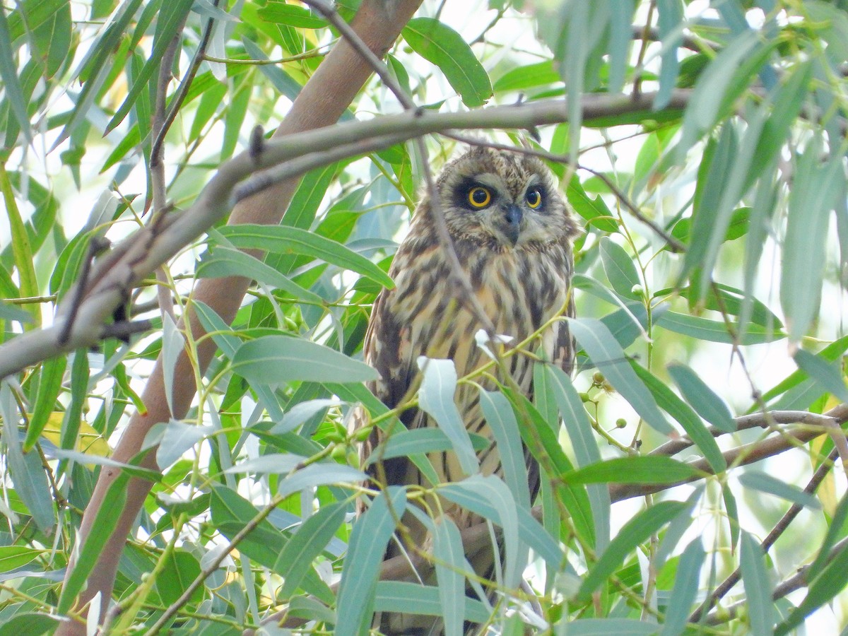 Zingira-hontza - ML646670421