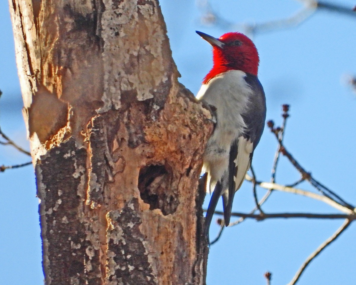 Red-headed Woodpecker - ML646670422