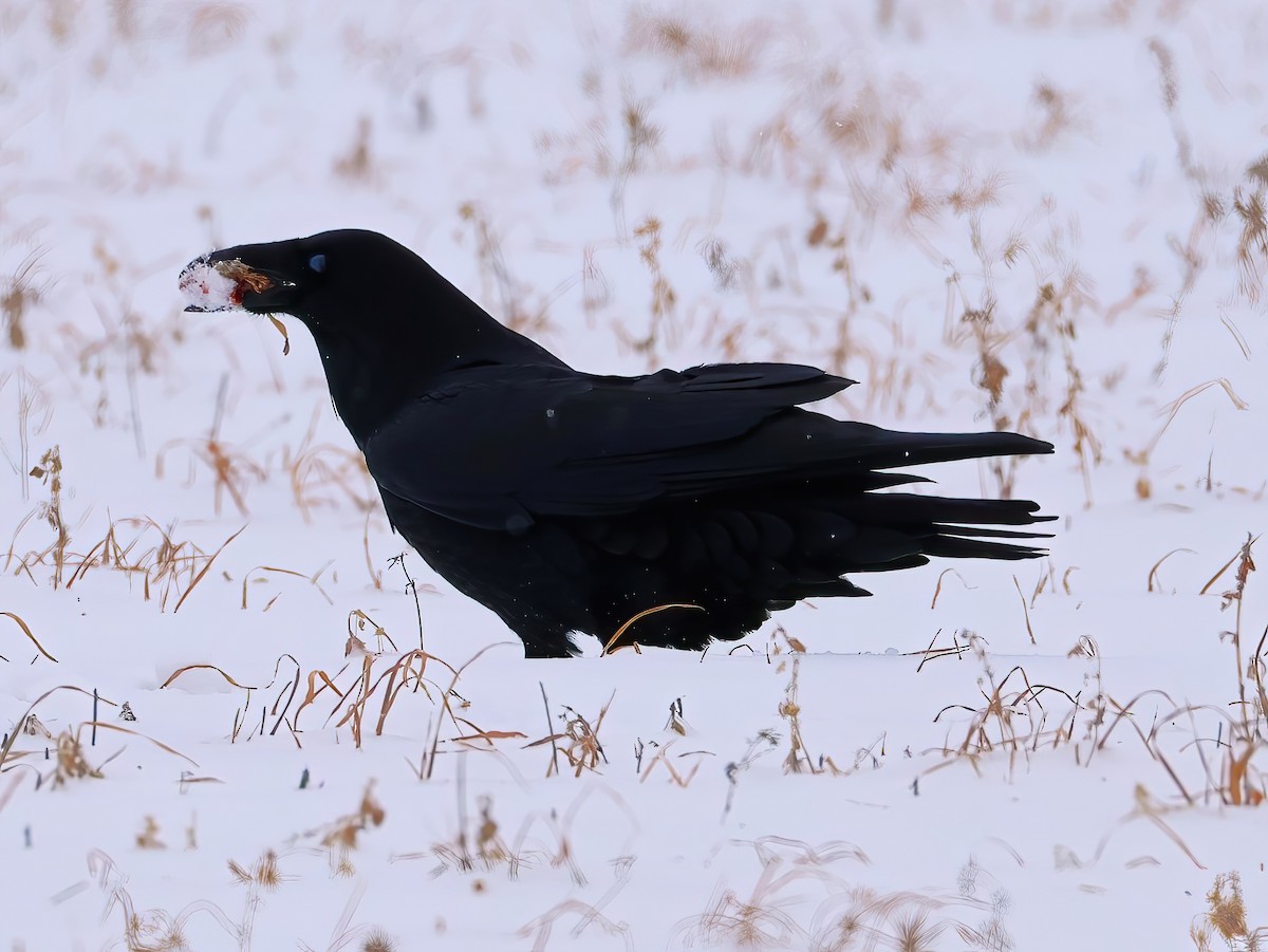 Common Raven - ML646670423