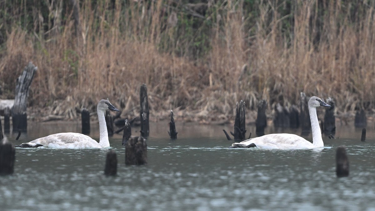 Cygne trompette - ML646670426