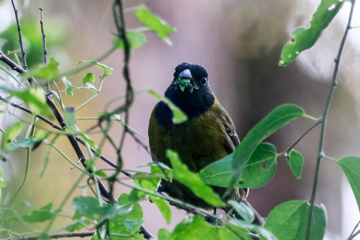 クロアカイカル - ML646670436