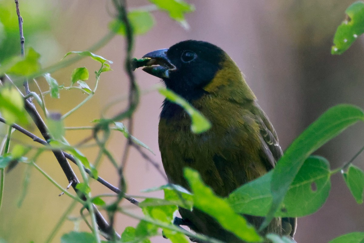 クロアカイカル - ML646670437