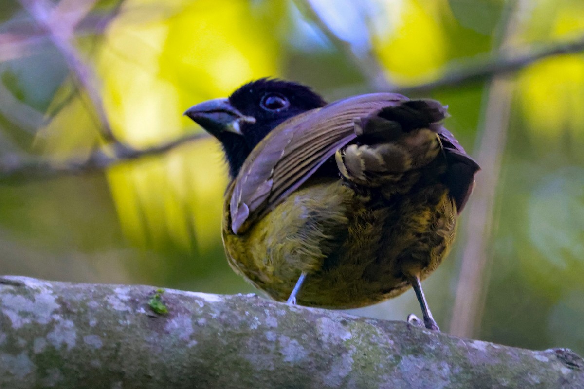 クロアカイカル - ML646670438