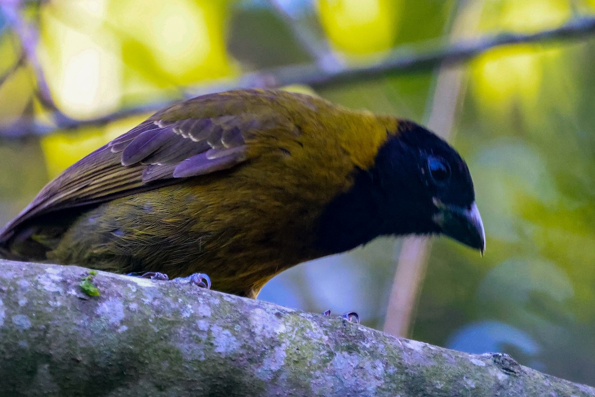 クロアカイカル - ML646670439