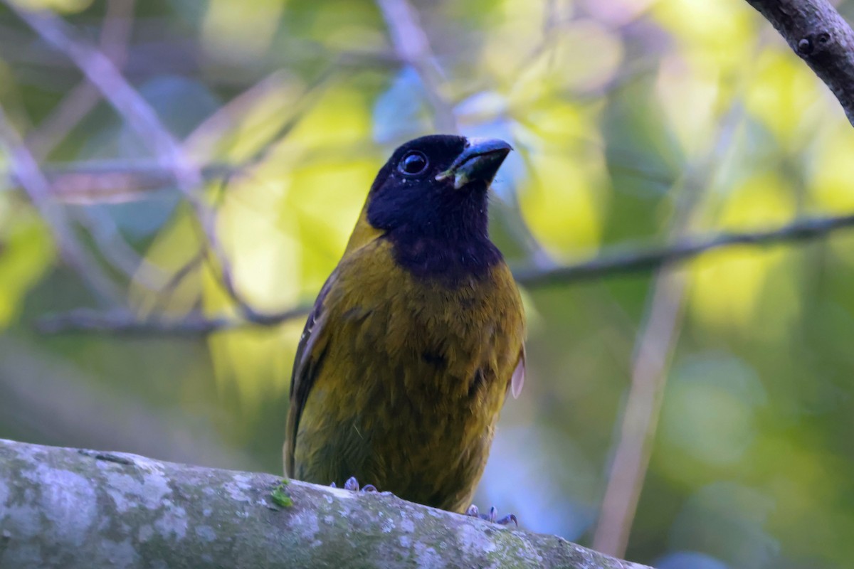 クロアカイカル - ML646670440