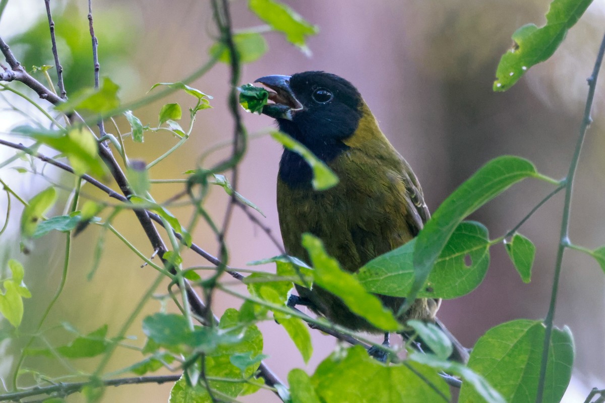 クロアカイカル - ML646670441