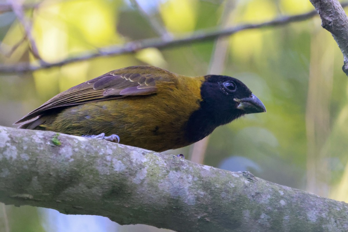 クロアカイカル - ML646670442