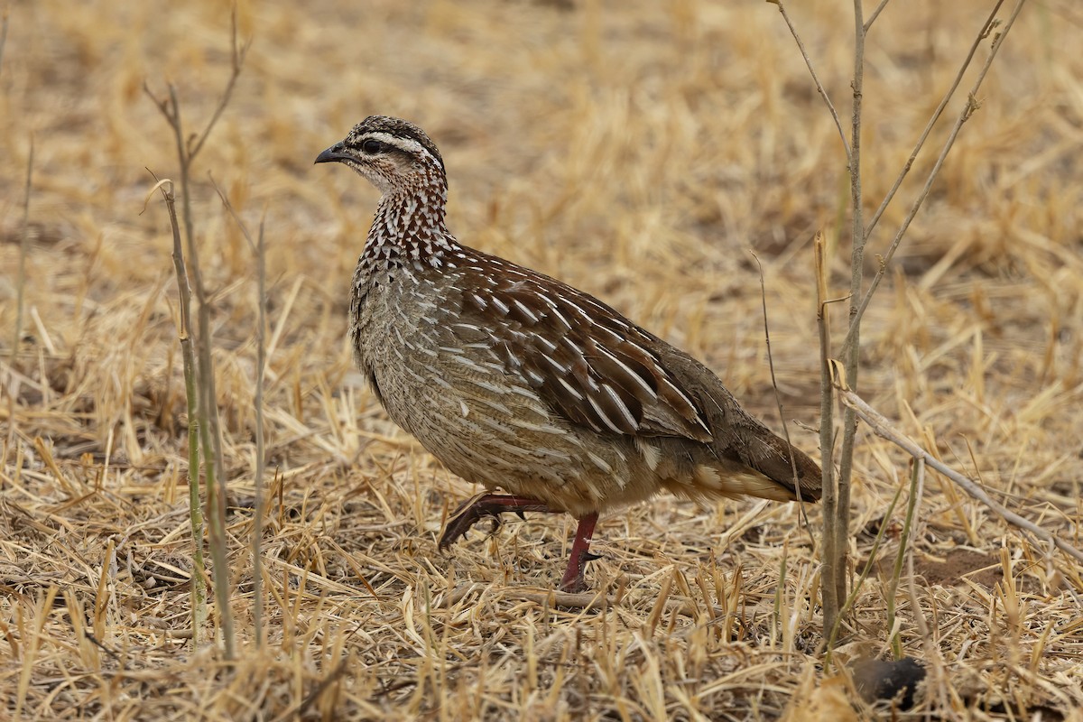 Crested Francolin - ML646670444