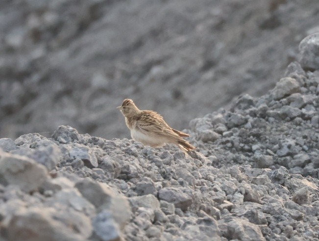 Mongolian Short-toed Lark - ML646670445