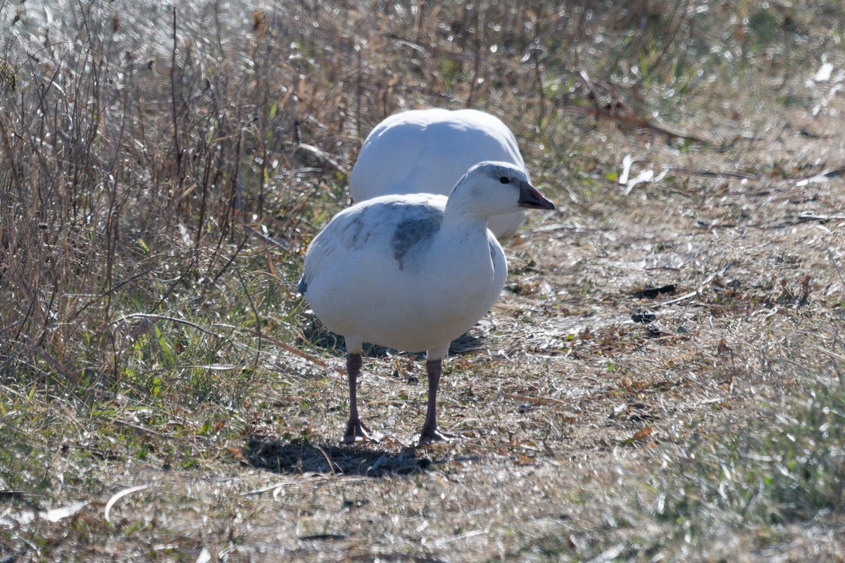 Ross's Goose - ML646670446