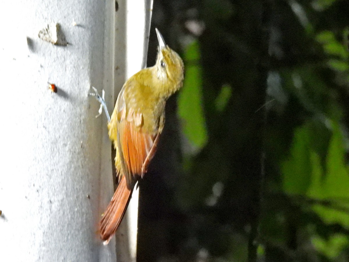 Grauwangen-Baumsteiger - ML646670447