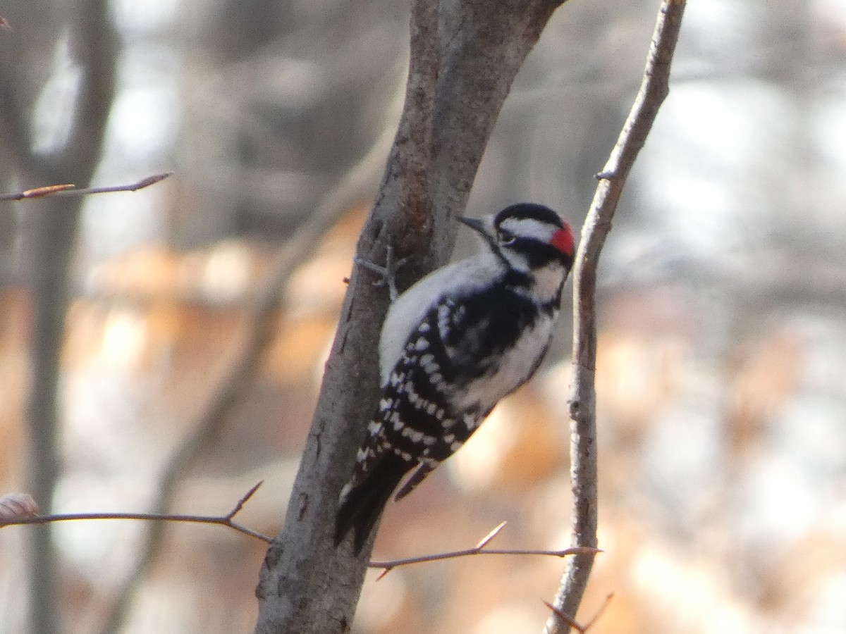 Downy Woodpecker - ML646670449