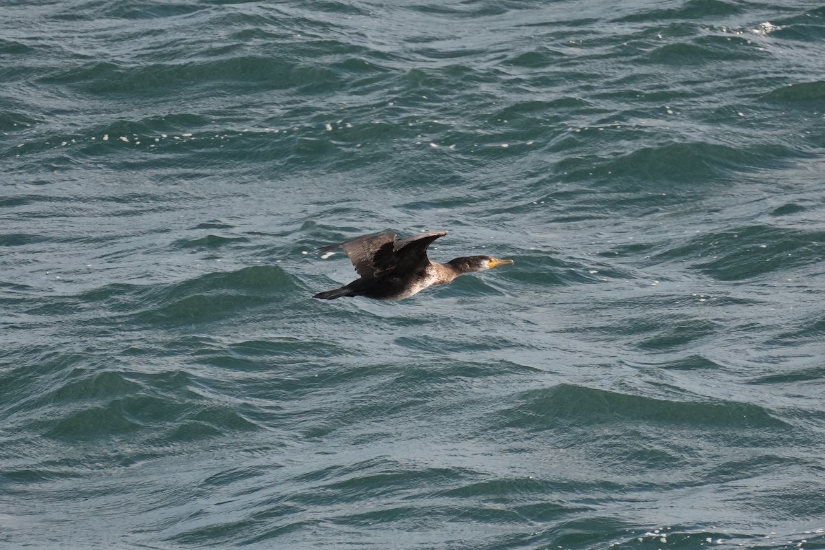 Японский баклан - ML646670452