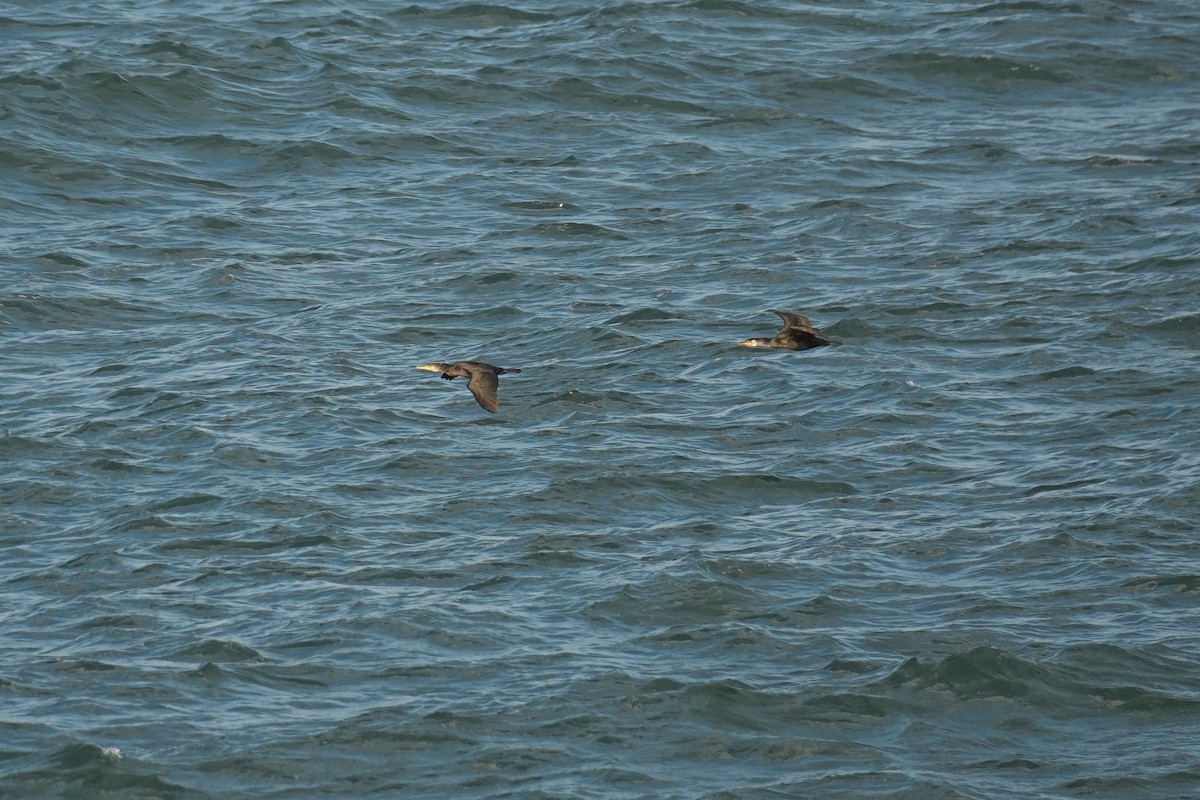 Японский баклан - ML646670453