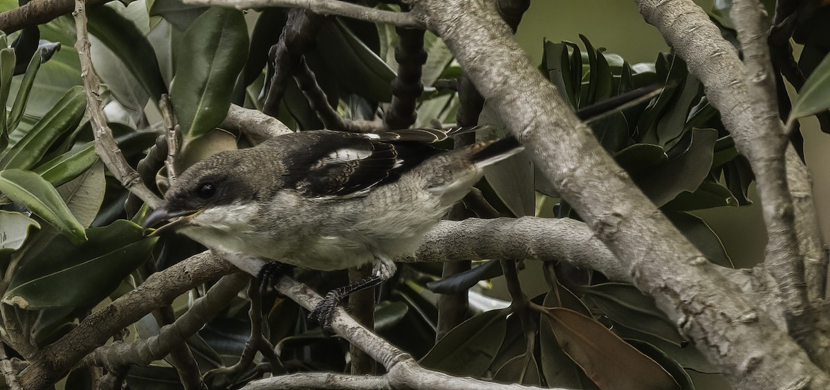 Southern Fiscal - ML646670454