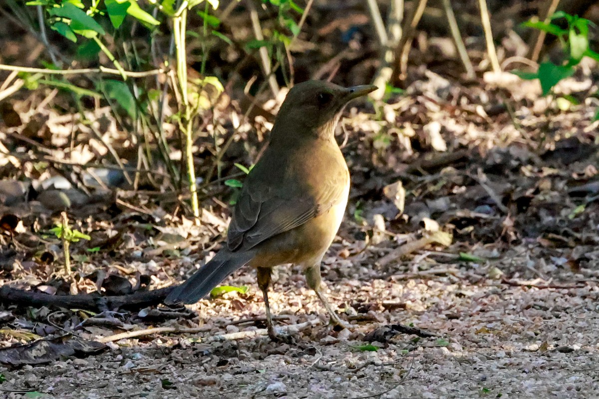 Clay-colored Thrush - ML646670458