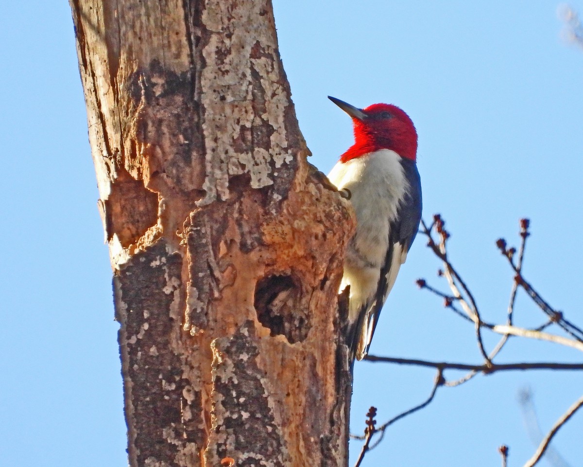Red-headed Woodpecker - ML646670460