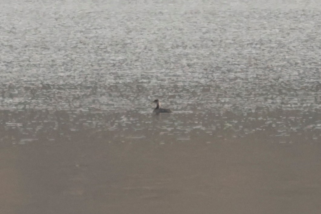 Somormujo Cuellirrojo - ML646670462