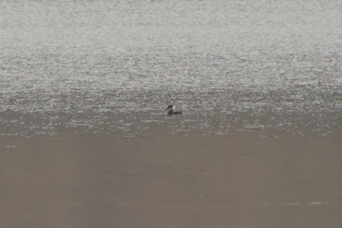 Somormujo Cuellirrojo - ML646670463