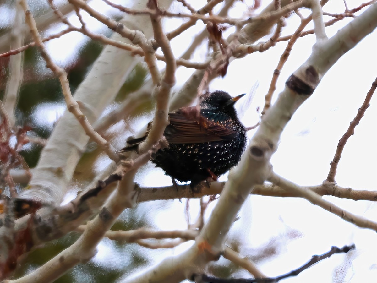 European Starling - ML646670464