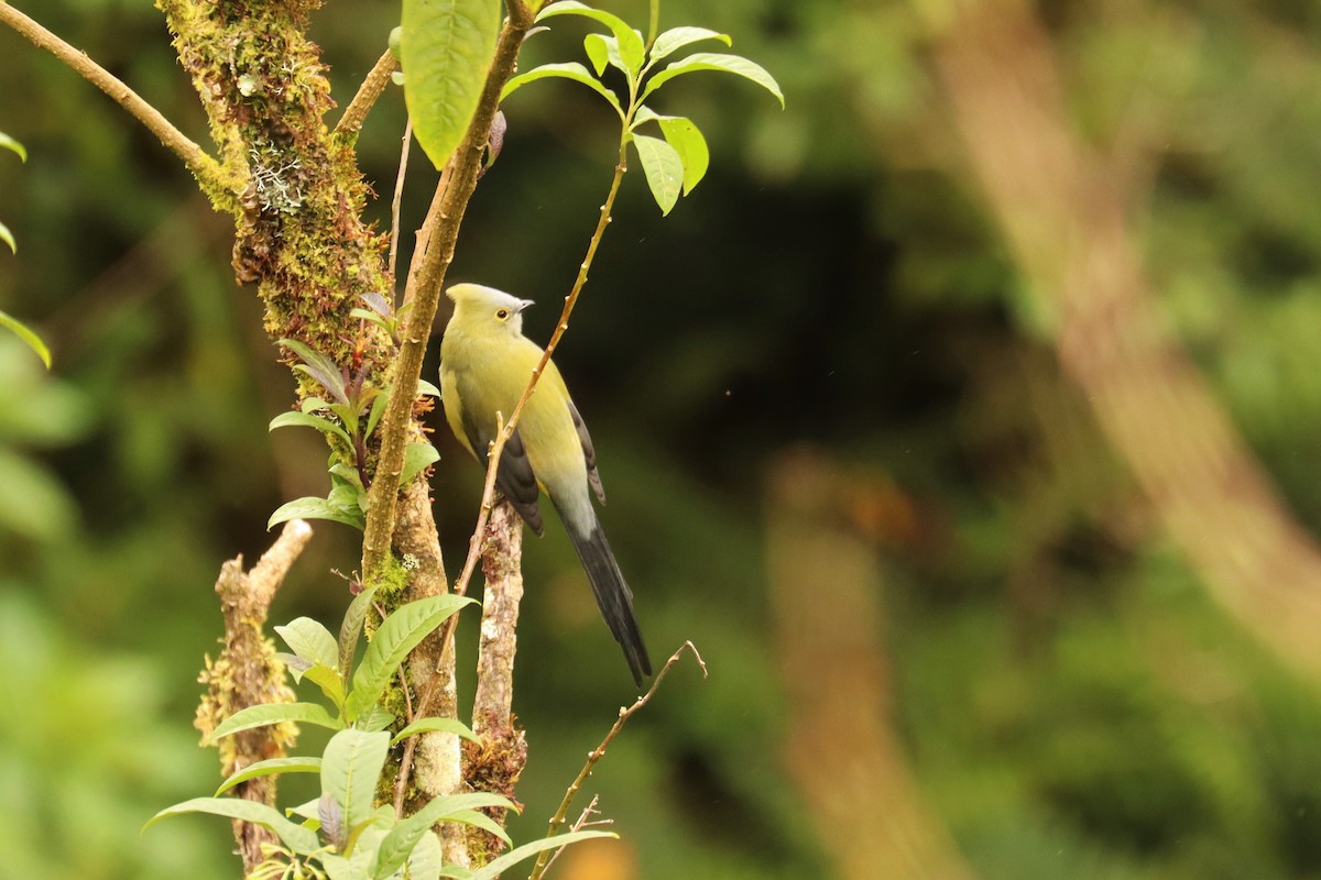 Long-tailed Silky-flycatcher - ML646670466