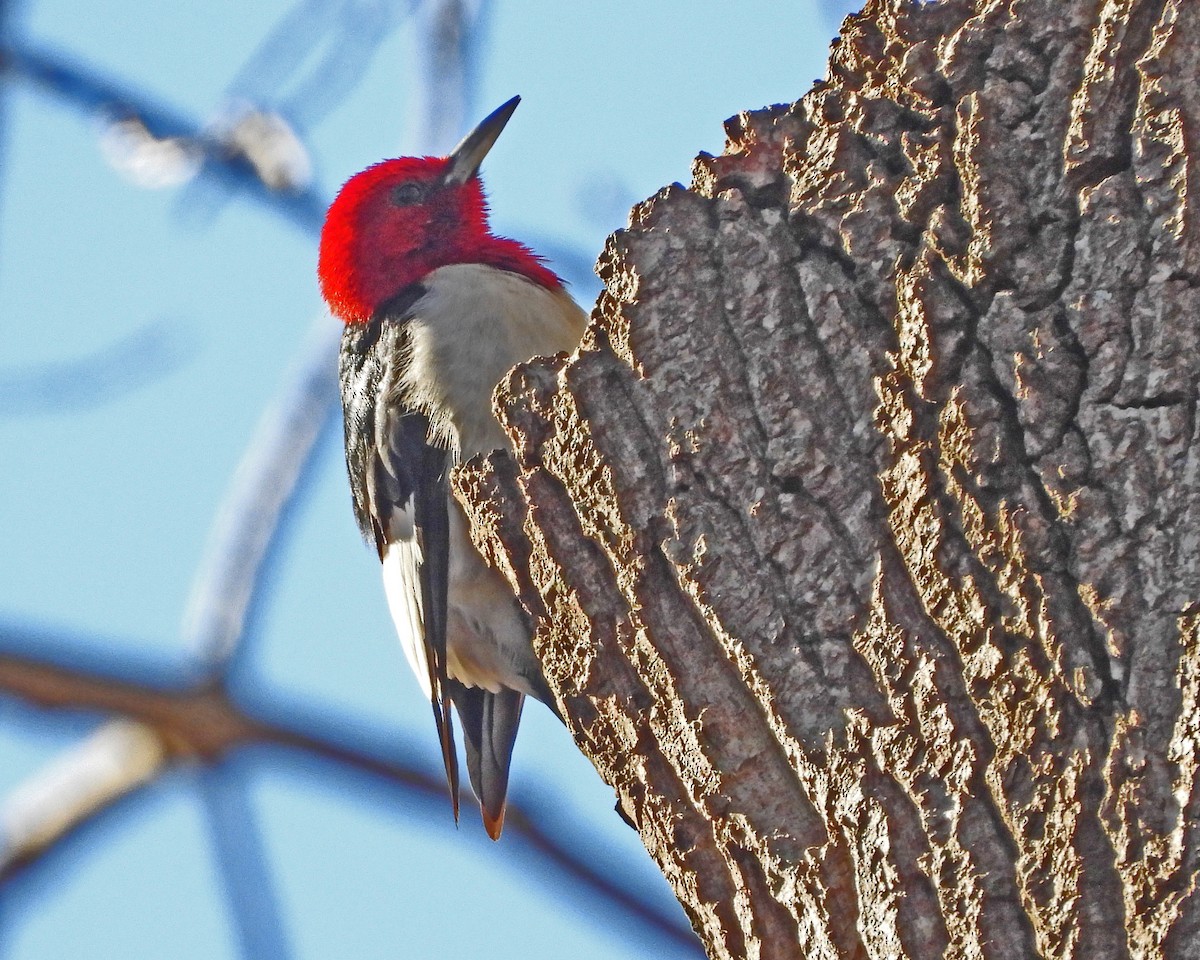 Red-headed Woodpecker - ML646670469