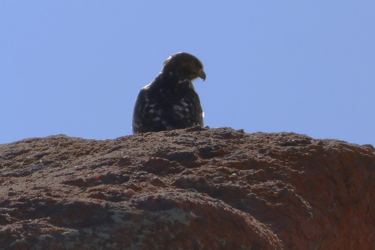 káně rudochvostá - ML646670470