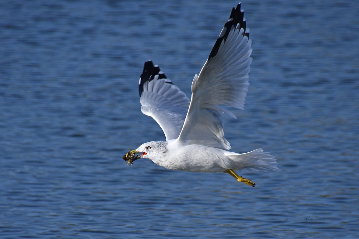 Goéland à bec cerclé - ML646670478