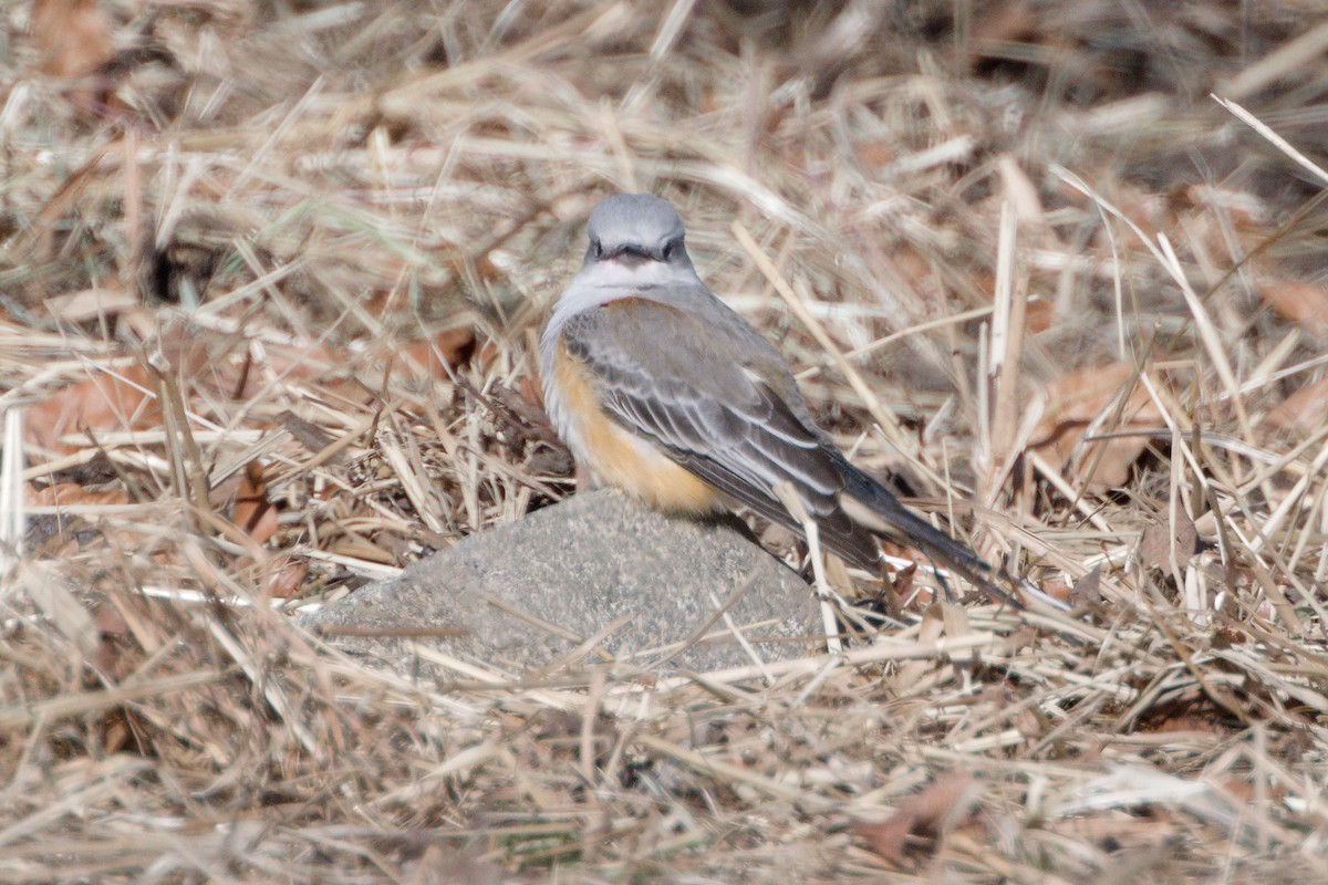 Scissor-tailed Flycatcher - ML646670479