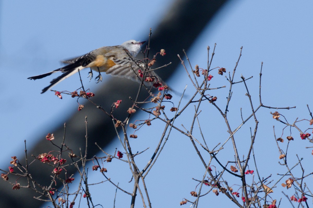Scissor-tailed Flycatcher - ML646670480