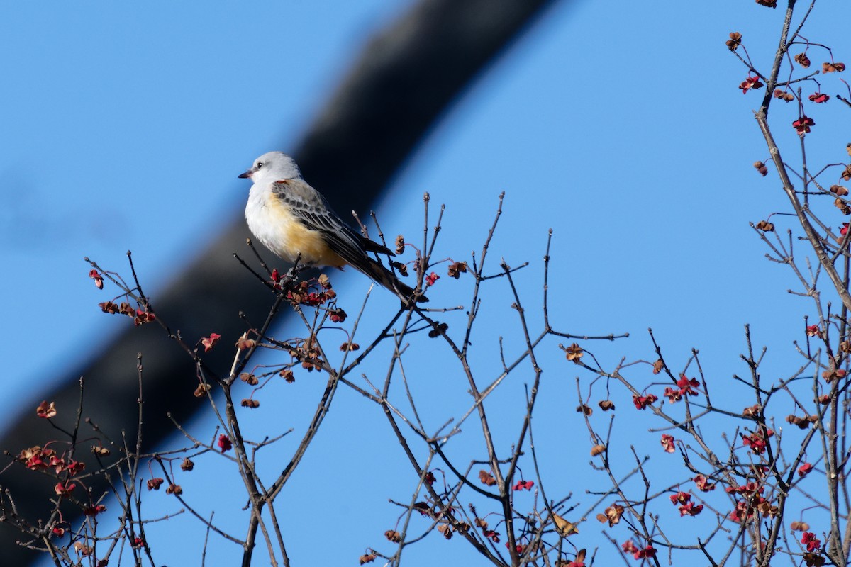 Scissor-tailed Flycatcher - ML646670481