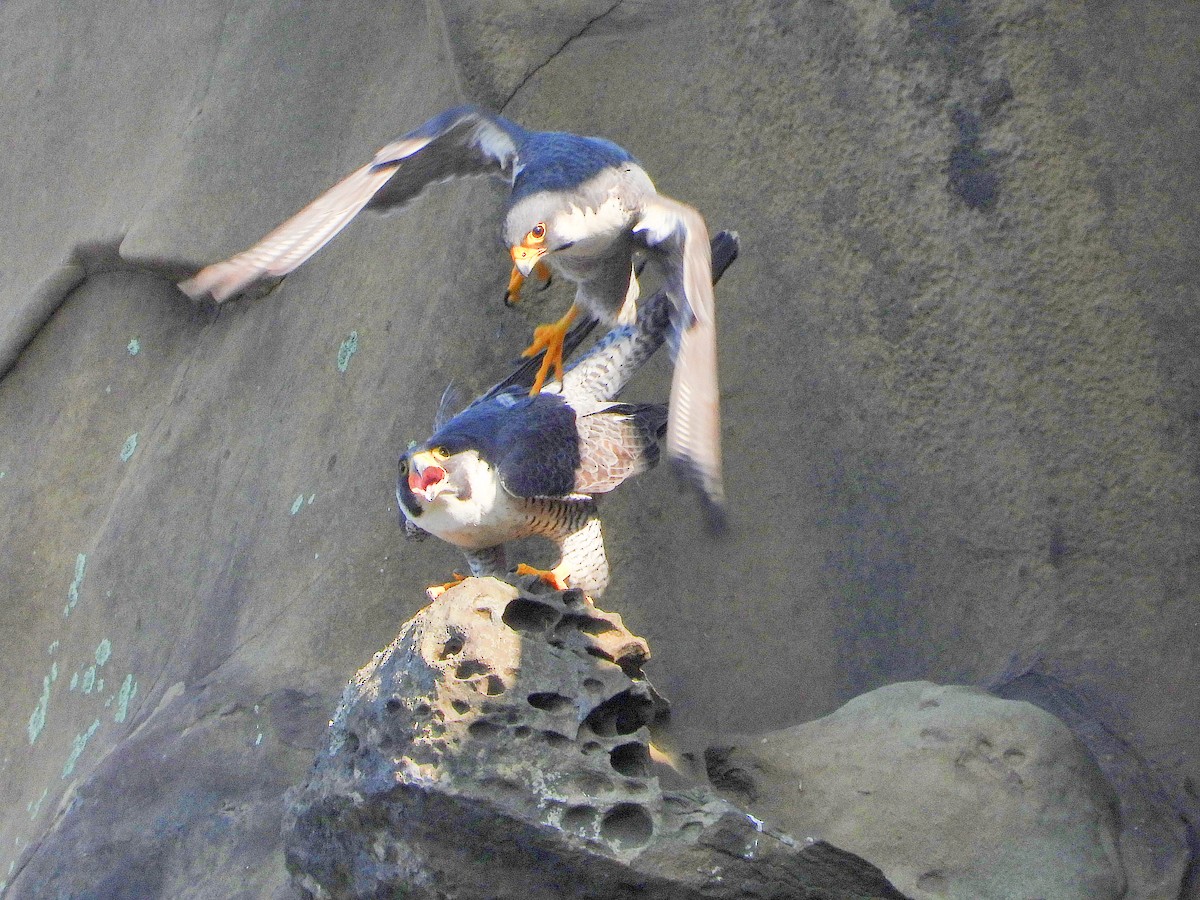 遊隼 - ML646670483