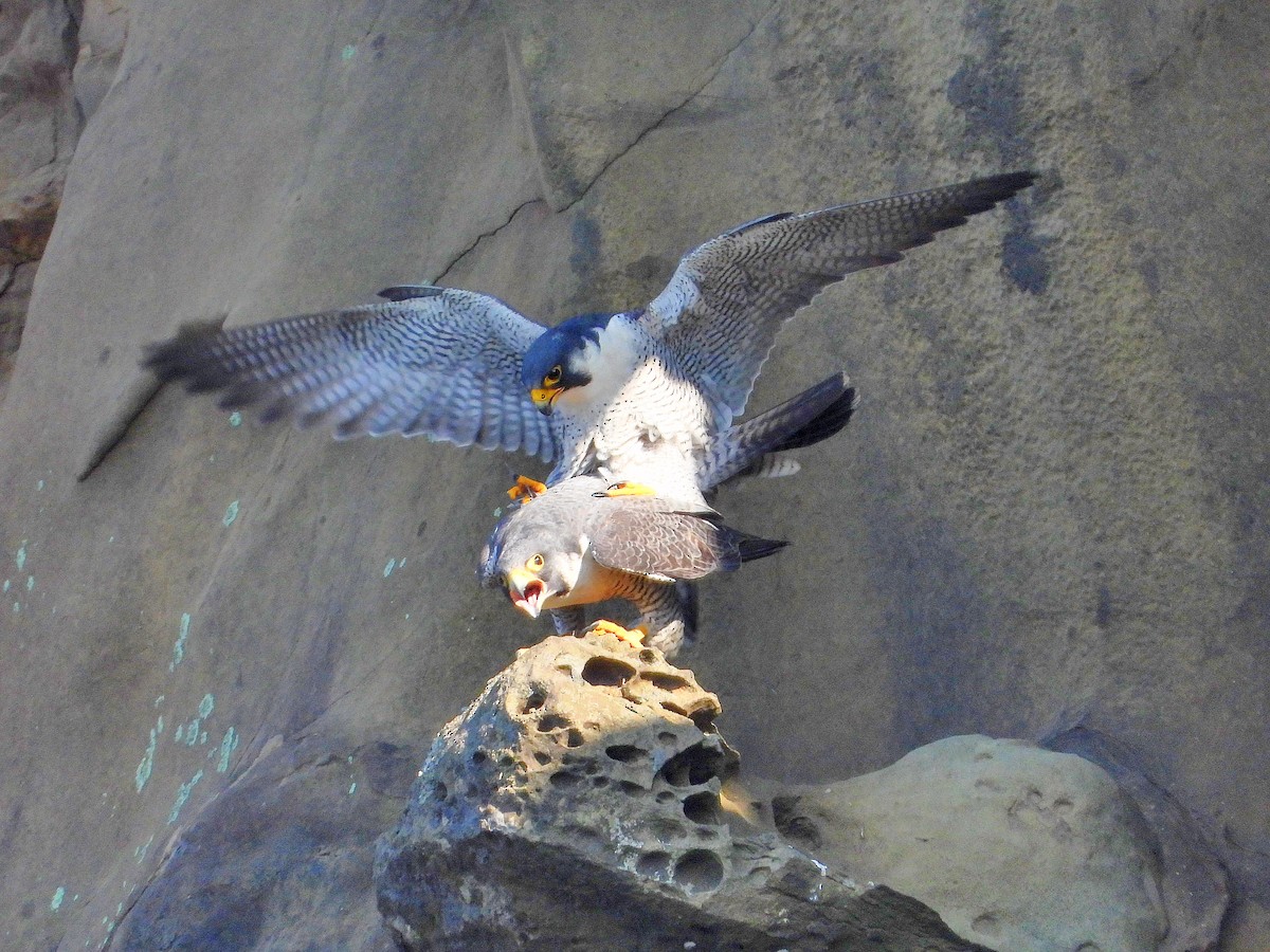 遊隼 - ML646670484