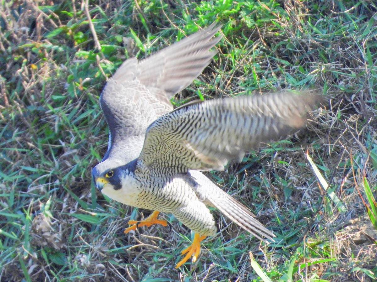 遊隼 - ML646670485