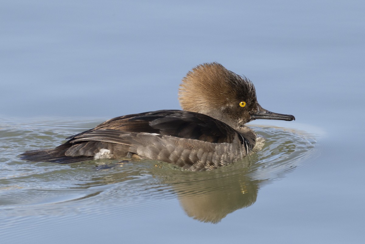 Kappensäger - ML646670486