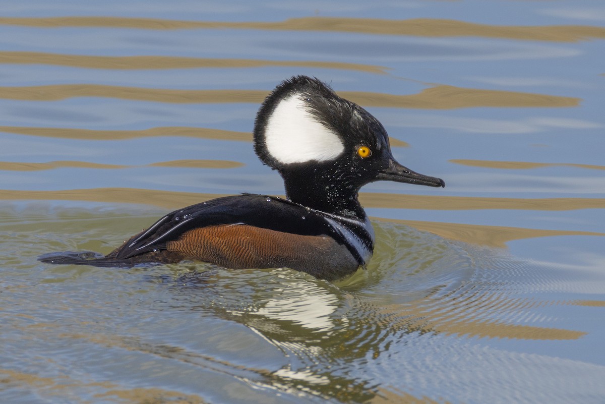 Kappensäger - ML646670487