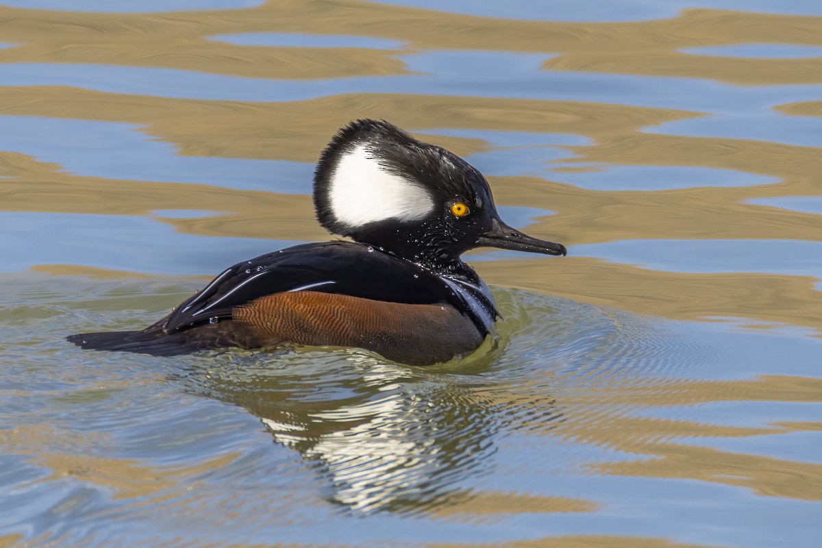 Kappensäger - ML646670488