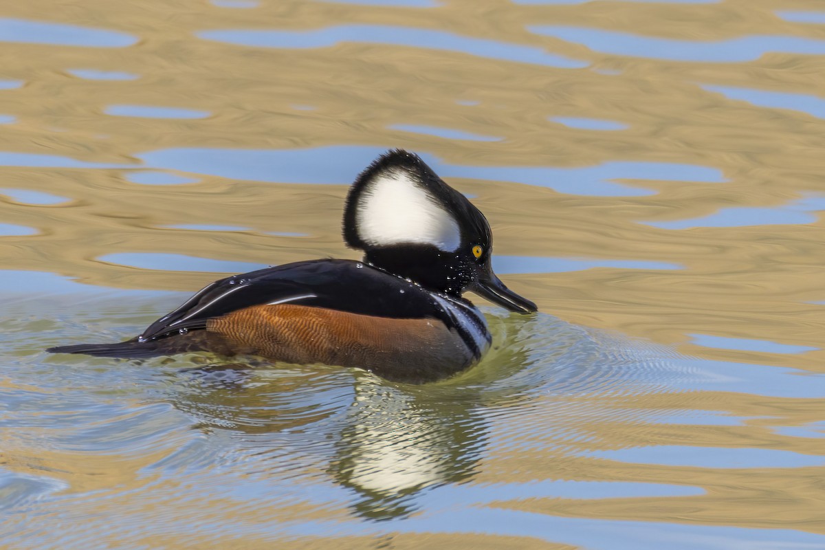 Kappensäger - ML646670489