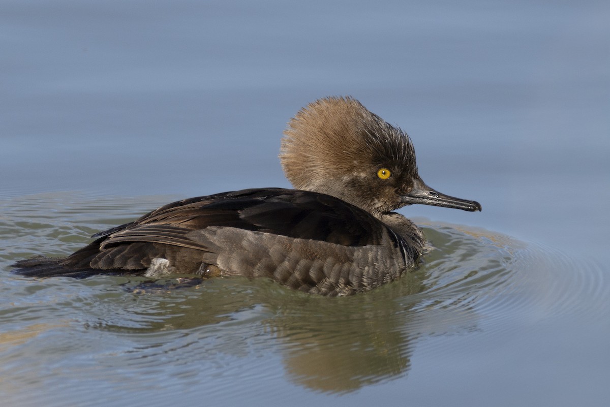 Kappensäger - ML646670490