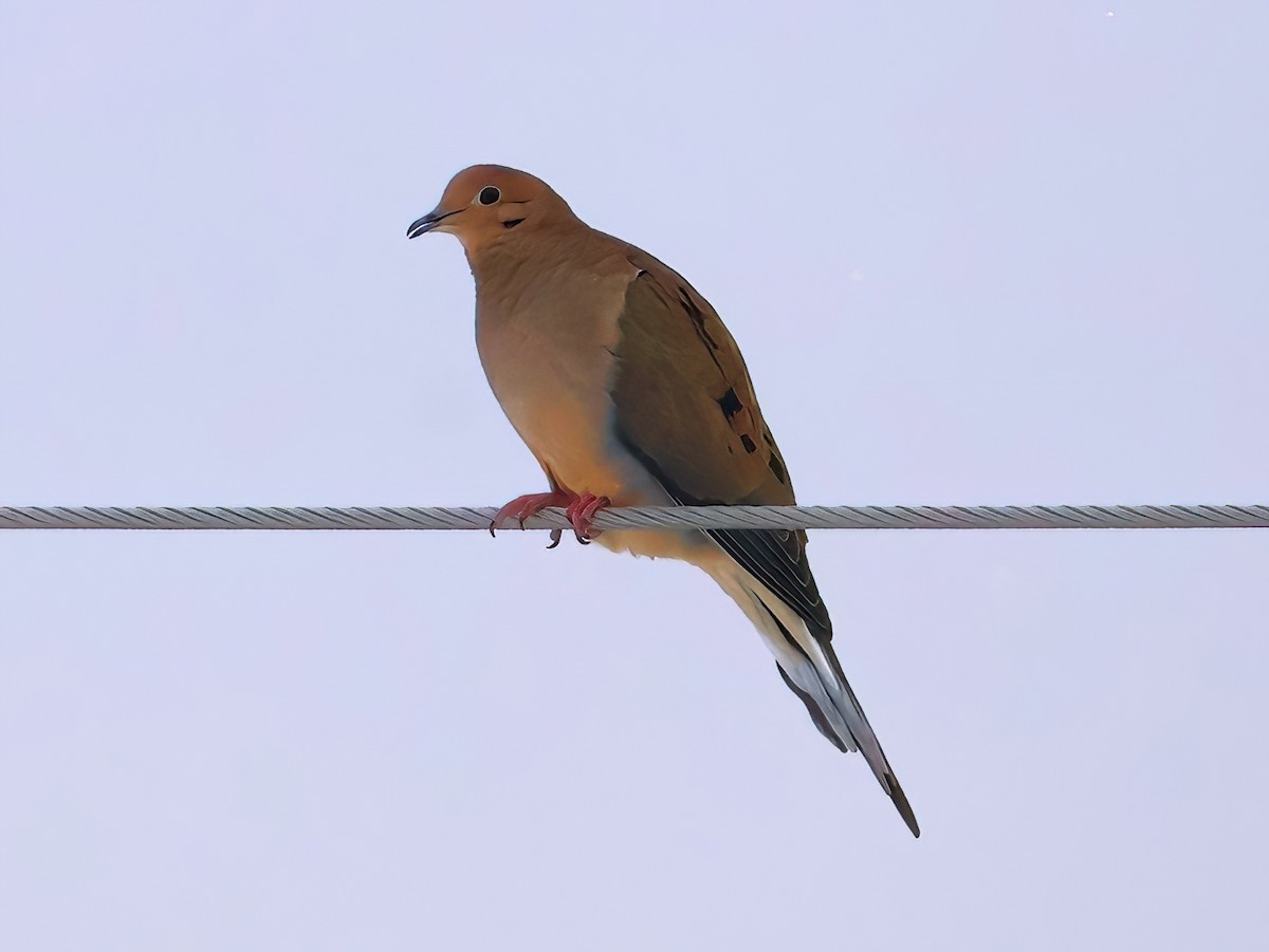 Mourning Dove - ML646670492