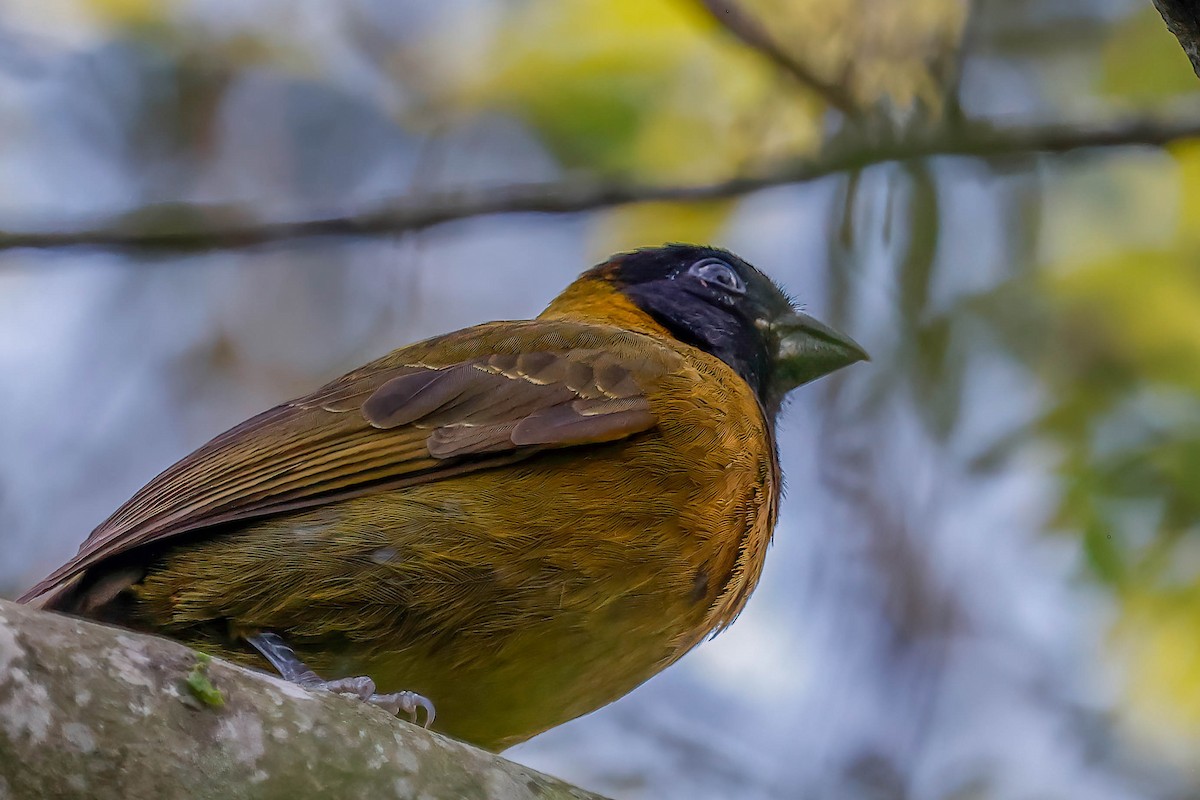 クロアカイカル - ML646670504