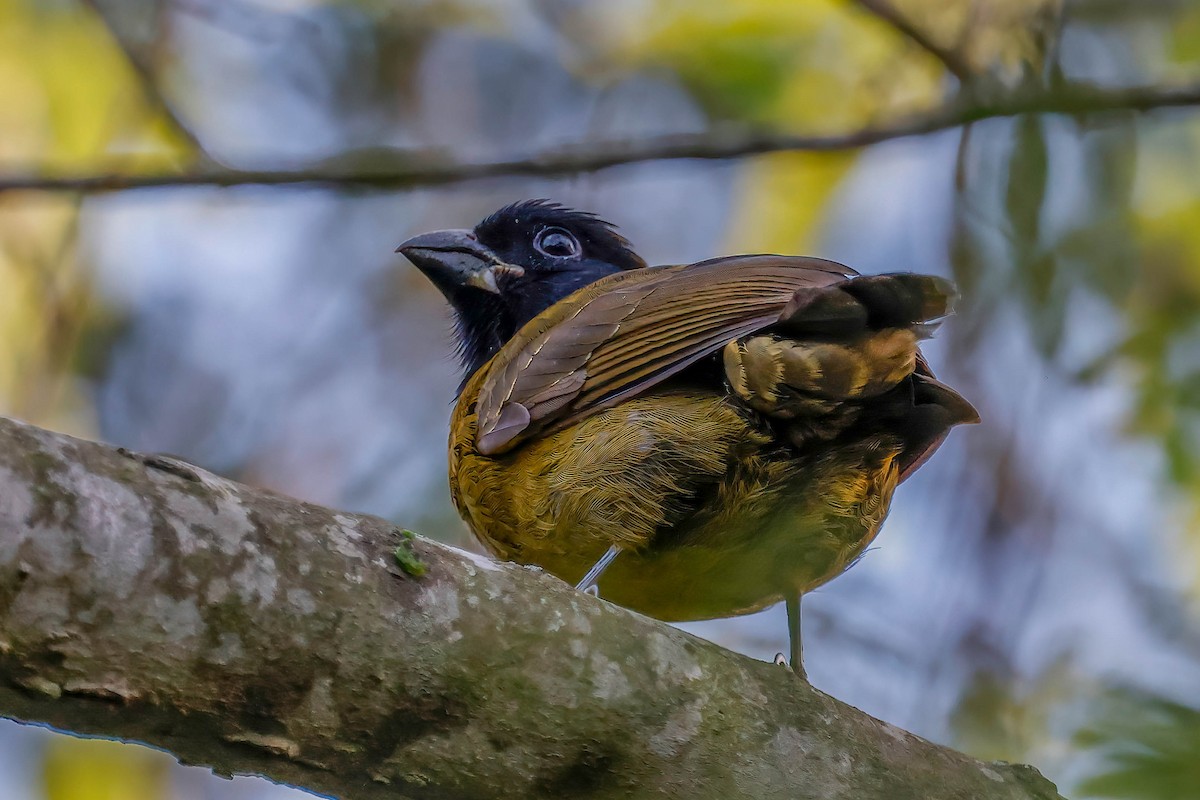 クロアカイカル - ML646670505