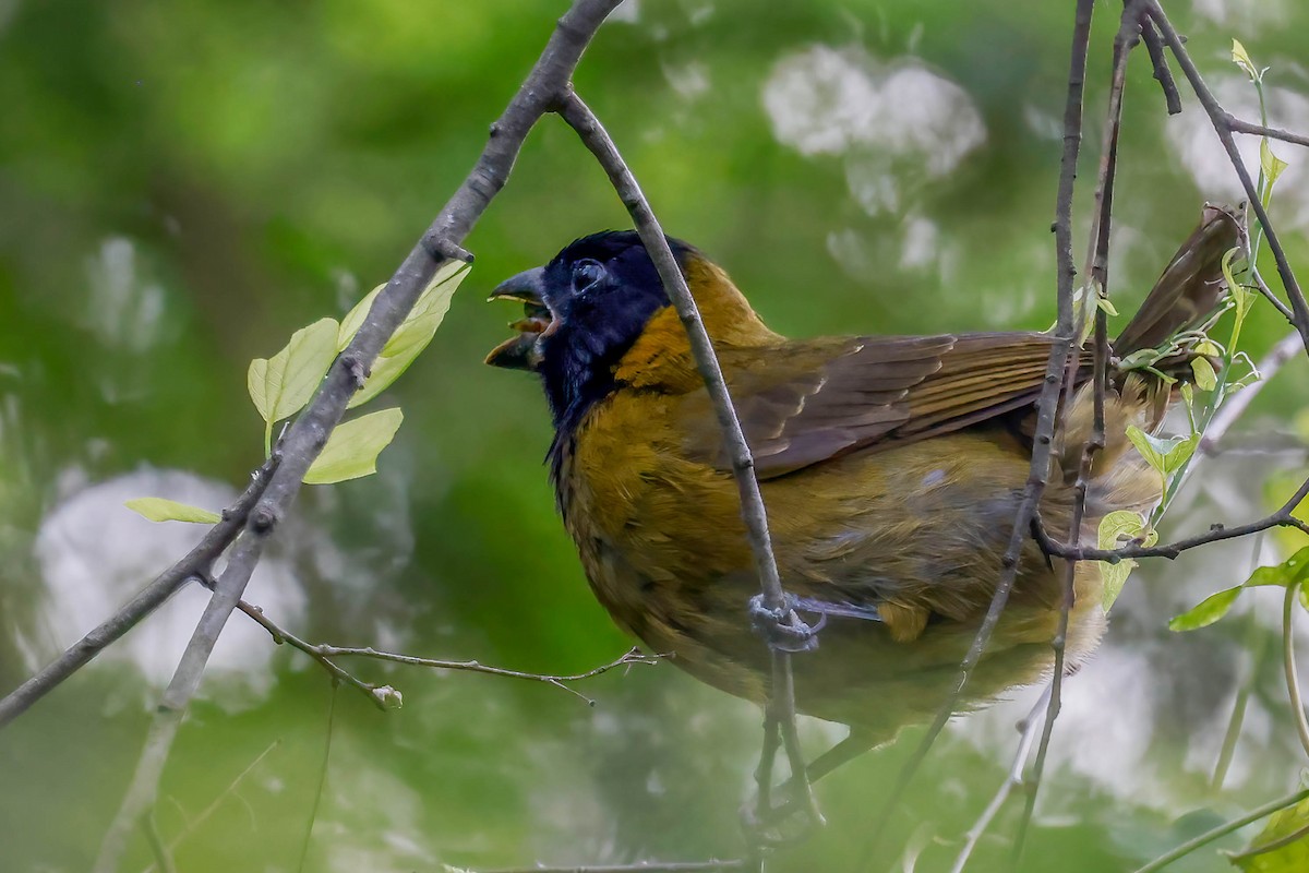 クロアカイカル - ML646670506