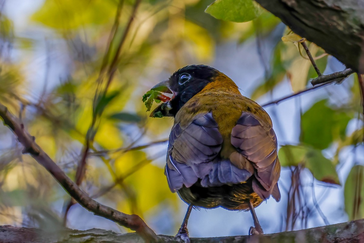 クロアカイカル - ML646670509