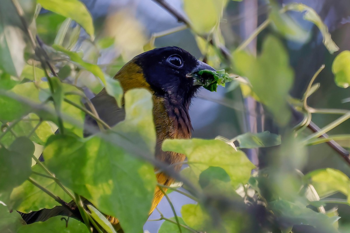 クロアカイカル - ML646670511