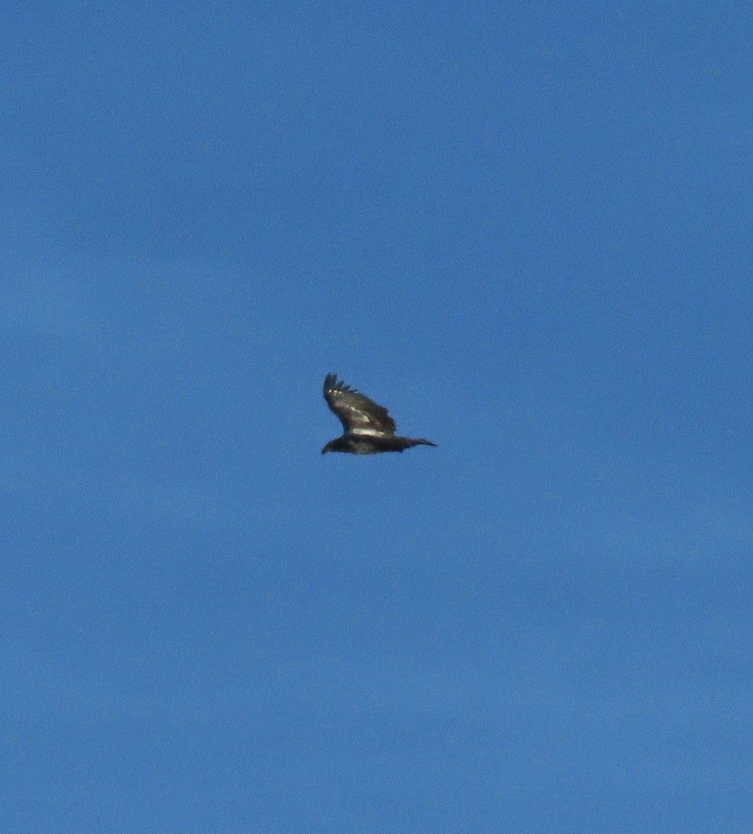 Bald Eagle - ML646670516