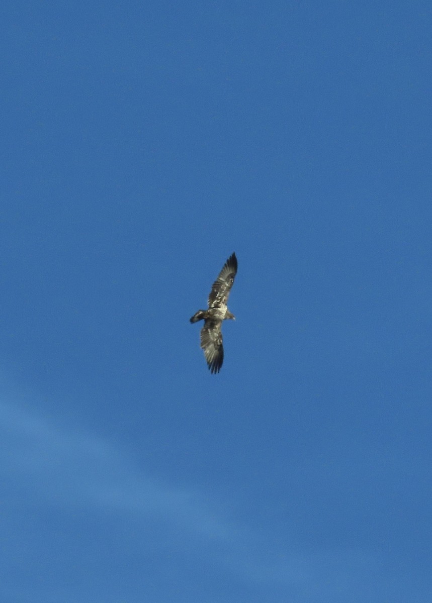 Bald Eagle - ML646670517