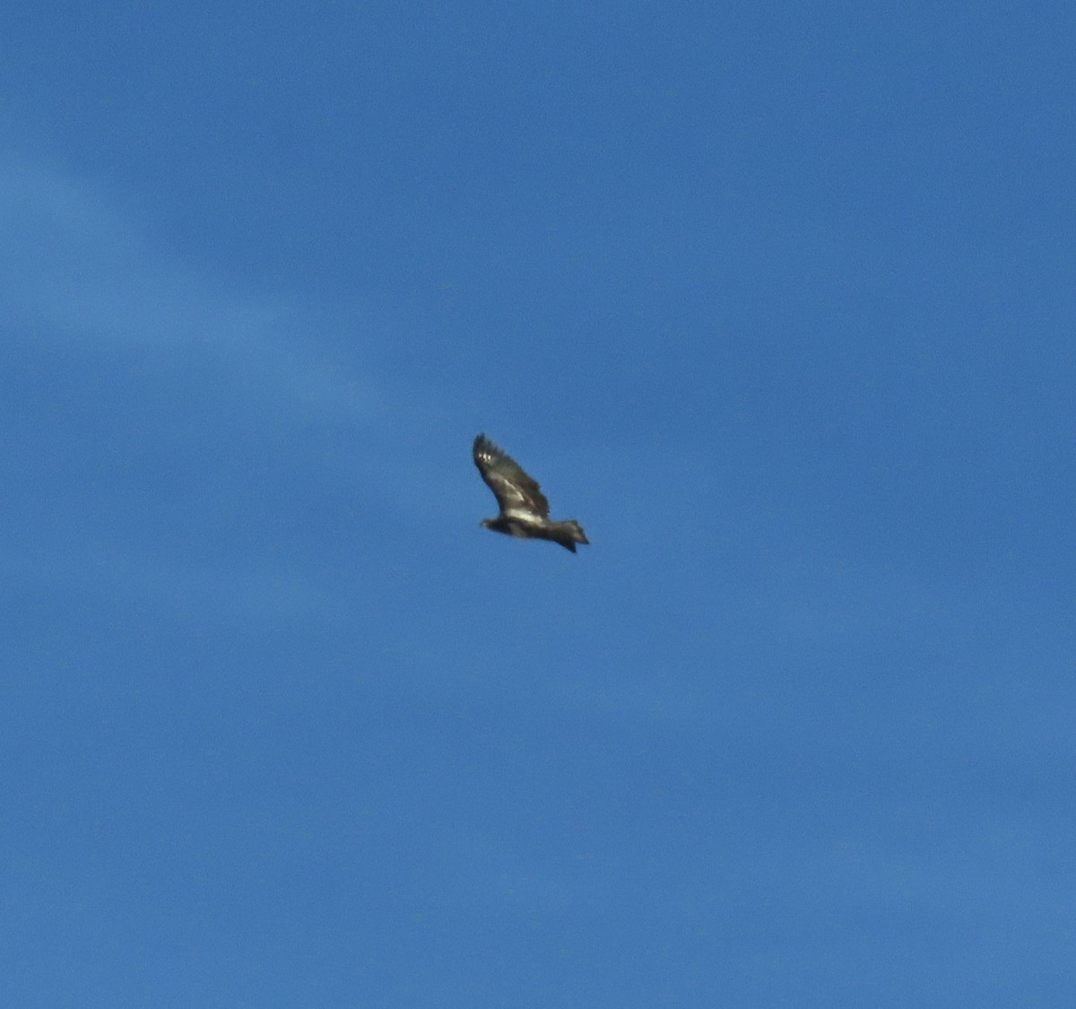 Bald Eagle - ML646670518