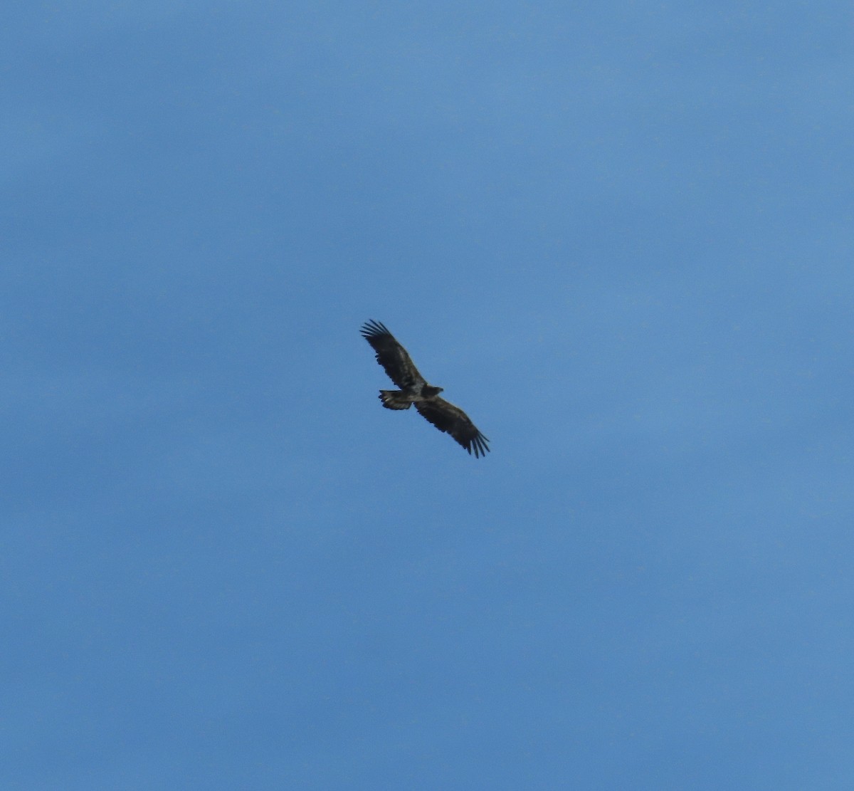 Bald Eagle - ML646670520